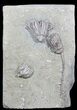 Multiple Dizygocrinus Crinoid Fossil - Warsaw Formation, Illinois #45565-1